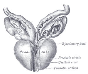 Sample Image of the Prostate